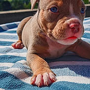 Aïko a rejoint le concours — aidez-le/la à gagner de superbes lots ! puppy, dog, close_up, outdoor, sunlight, towel, striped, blue, white, paw, cute, animal, pet, young, fur, nose, ears, relaxing, summer, background_blur