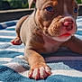 animal, background_blur, blue, close_up, cute, dog, ears, fur, nose, outdoor, paw, pet, puppy, relaxing, striped, summer, sunlight, towel, white, young