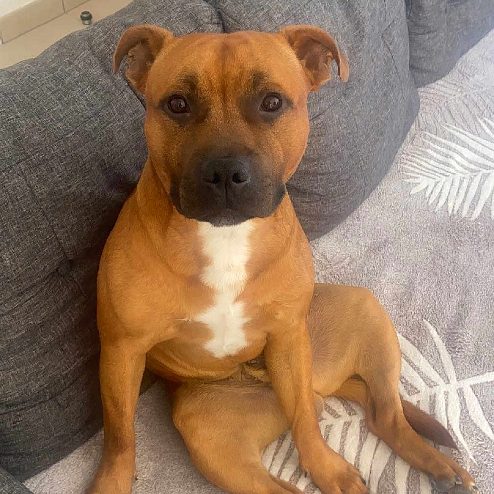 Luffy participe au concours pour gagner de l'argent avec cette photo : animal, boxer, bulldog, canine, couch, cushion, dog, dogbed, furniture, homedecor, hound, pet, pillow, pitbull, puppy, snout