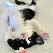 Zorah is registered to the contest to win money with this photo: kitten, cat, black_and_white, pink_paws, fluffy, fur, pet, cute, animal, lying_down, playful, whiskers, nose, indoor, soft, relaxed, young, closeup, paw_pads, sleepy