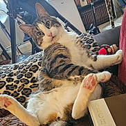 Max is registered to the contest to win money with this photo: animal, book, cat, closeup, curious, cushion, cute, ears, feline, furniture, home, indoor, leopard_print, paw, pet, pink_nose, relaxed, sitting, tabby, whiskers
