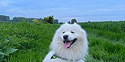 Iloo a rejoint le concours — aidez-le/la à gagner de superbes lots ! animal, canine, cloudy_sky, collar, dog, field, fluffy, fur, grass, greenery, happy, nature, outdoor, path, pet, samoyed, sitting, sky, smiling, white_dog