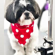 Bolt is registered to the contest to win money with this photo: dog, bandana, red, white, polka_dots, grooming_table, pet, animal, fur, black, white_fur, cute, sitting, indoor, blurry, grooming_equipment, closeup, adorable, small_dog, pet_accessory