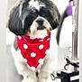 dog, bandana, red, white, polka_dots, grooming_table, pet, animal, fur, black, white_fur, cute, sitting, indoor, blurry, grooming_equipment, closeup, adorable, small_dog, pet_accessory