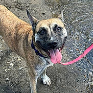 Xena is registered to the contest to win money with this photo: dog, brindle_coat, panting, tongue_out, collar, leash, soccer_ball, muddy_ground, puddle, outdoor, playful, pet, canine, happy, animal, close_up, looking_at_camera, four_legs, ears_up, daylight