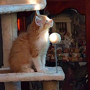 Baby is registered to the contest to win money with this photo: kitten, cat, cat_tree, orange_cat, white_cat, fluffy, toy_ball, spring_toy, wooden_cabinet, dolls, figurines, sunlight, indoor, pet, furniture, curious, sitting, feline, animal, cozy
