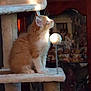 kitten, cat, cat_tree, orange_cat, white_cat, fluffy, toy_ball, spring_toy, wooden_cabinet, dolls, figurines, sunlight, indoor, pet, furniture, curious, sitting, feline, animal, cozy