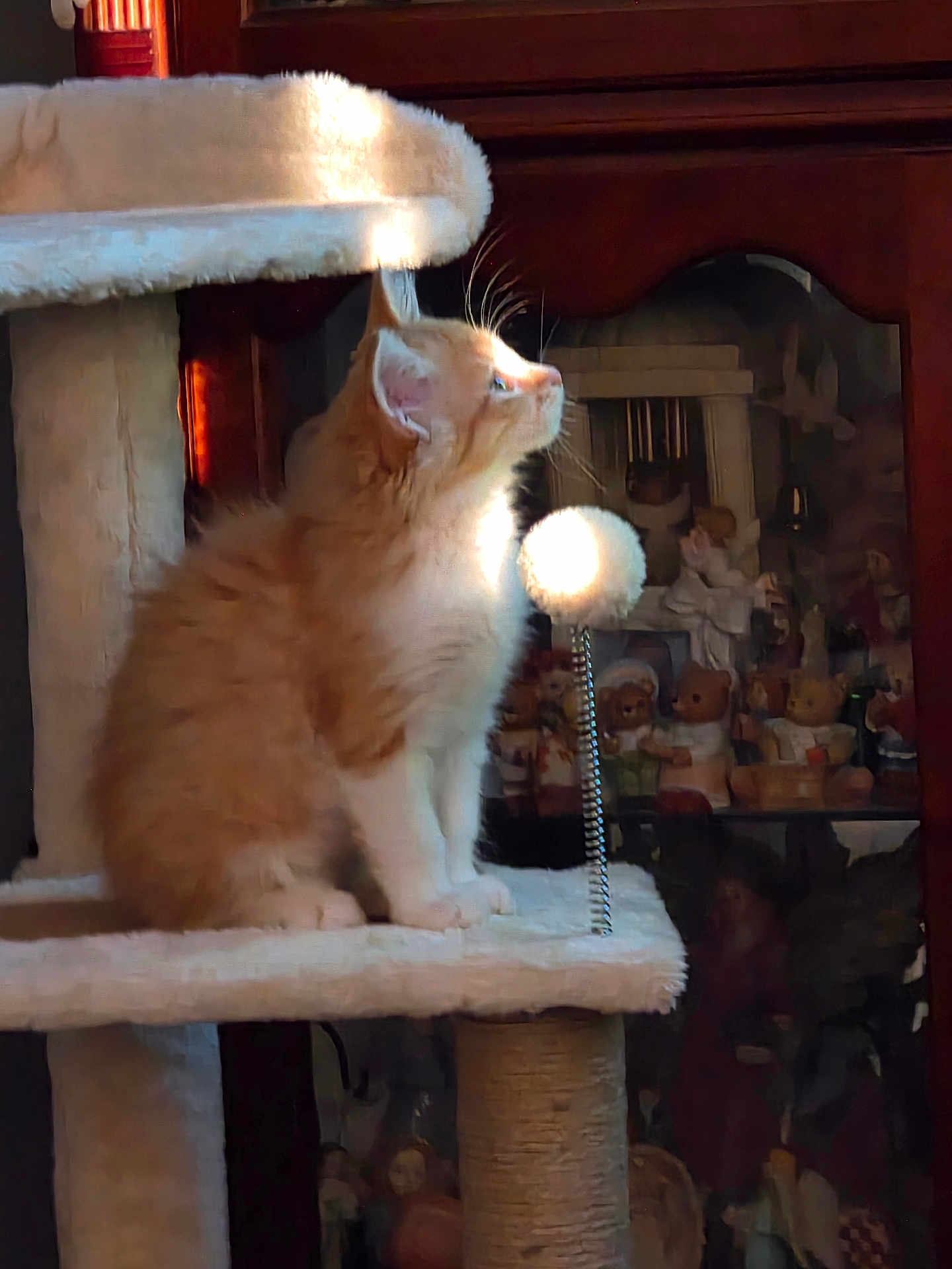 Baby is registered to the contest to win money with this photo: kitten, cat, cat_tree, orange_cat, white_cat, fluffy, toy_ball, spring_toy, wooden_cabinet, dolls, figurines, sunlight, indoor, pet, furniture, curious, sitting, feline, animal, cozy