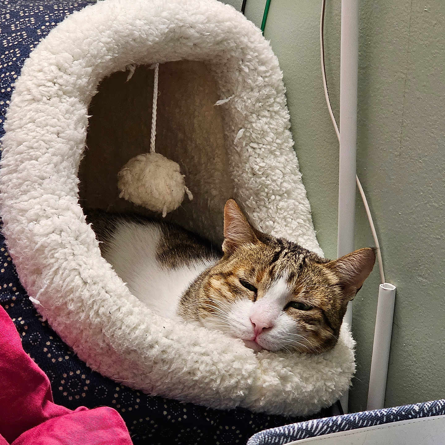 Chutki is registered to the contest to win money with this photo: blanket, cable, cat, cat_cave, comfort, container, cozy, cute, domestic, fabric, feline, fluffy, household, indoor, pet, resting, sleepy, soft, toy, wall