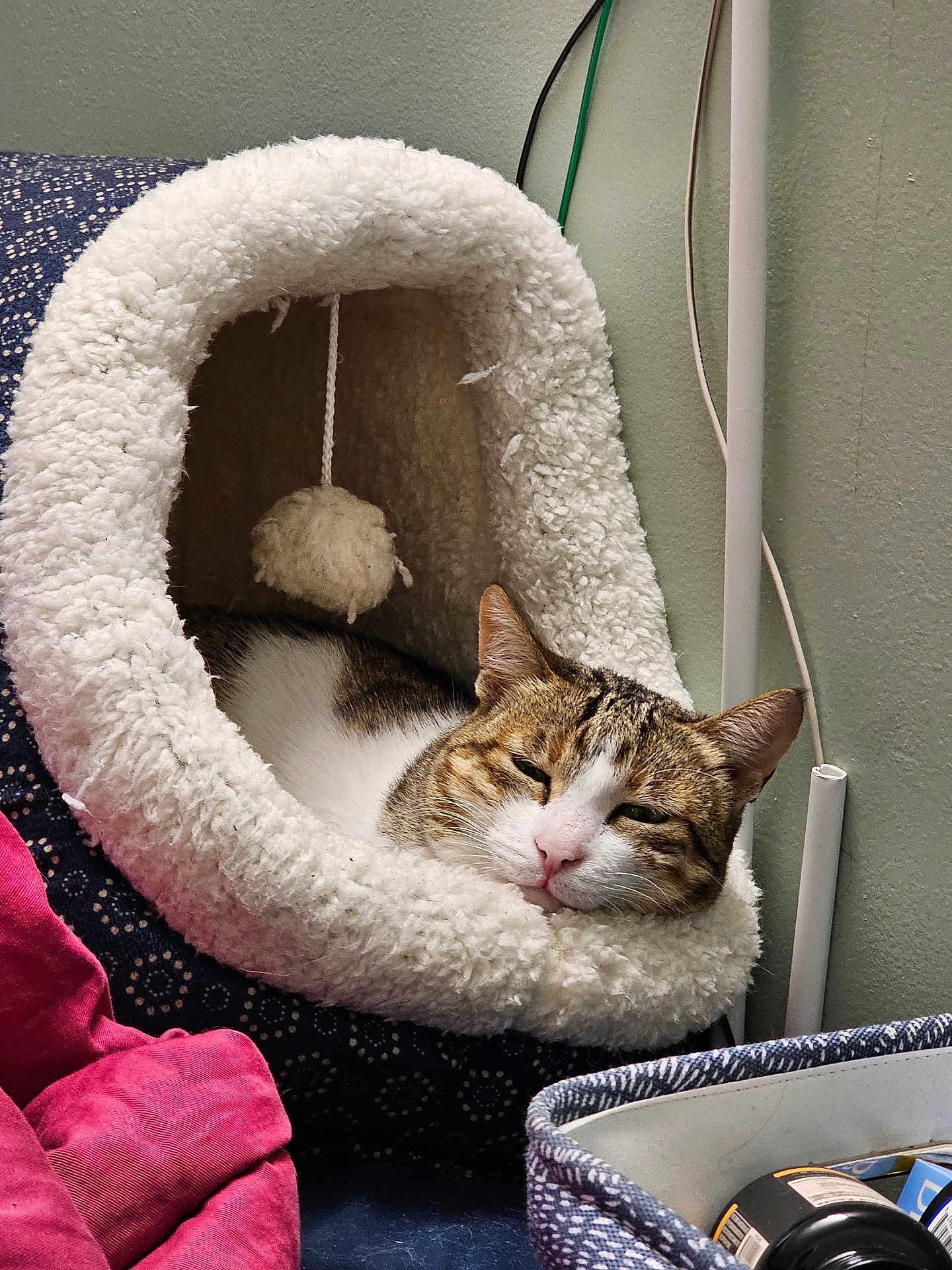 Chutki is registered to the contest to win money with this photo: cat, cat_cave, feline, pet, cozy, indoor, fluffy, resting, sleepy, household, blanket, fabric, soft, toy, wall, cable, container, domestic, cute, comfort