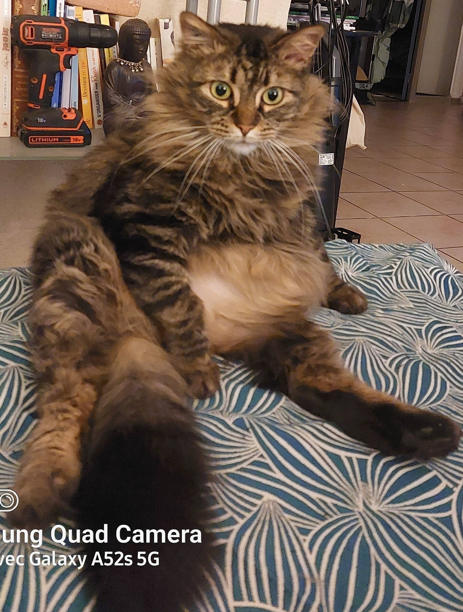 Gros Batard participe au concours pour gagner de l'argent avec cette photo : british_longhair, carnivore, cat, claw, domestic_short_haired_cat, felidae, flooring, fur, hardwood, maine_coon, metal, paw, photo_caption, sitting, small_to_medium_sized_cats, snout, tail, terrestrial_animal, whiskers, wood