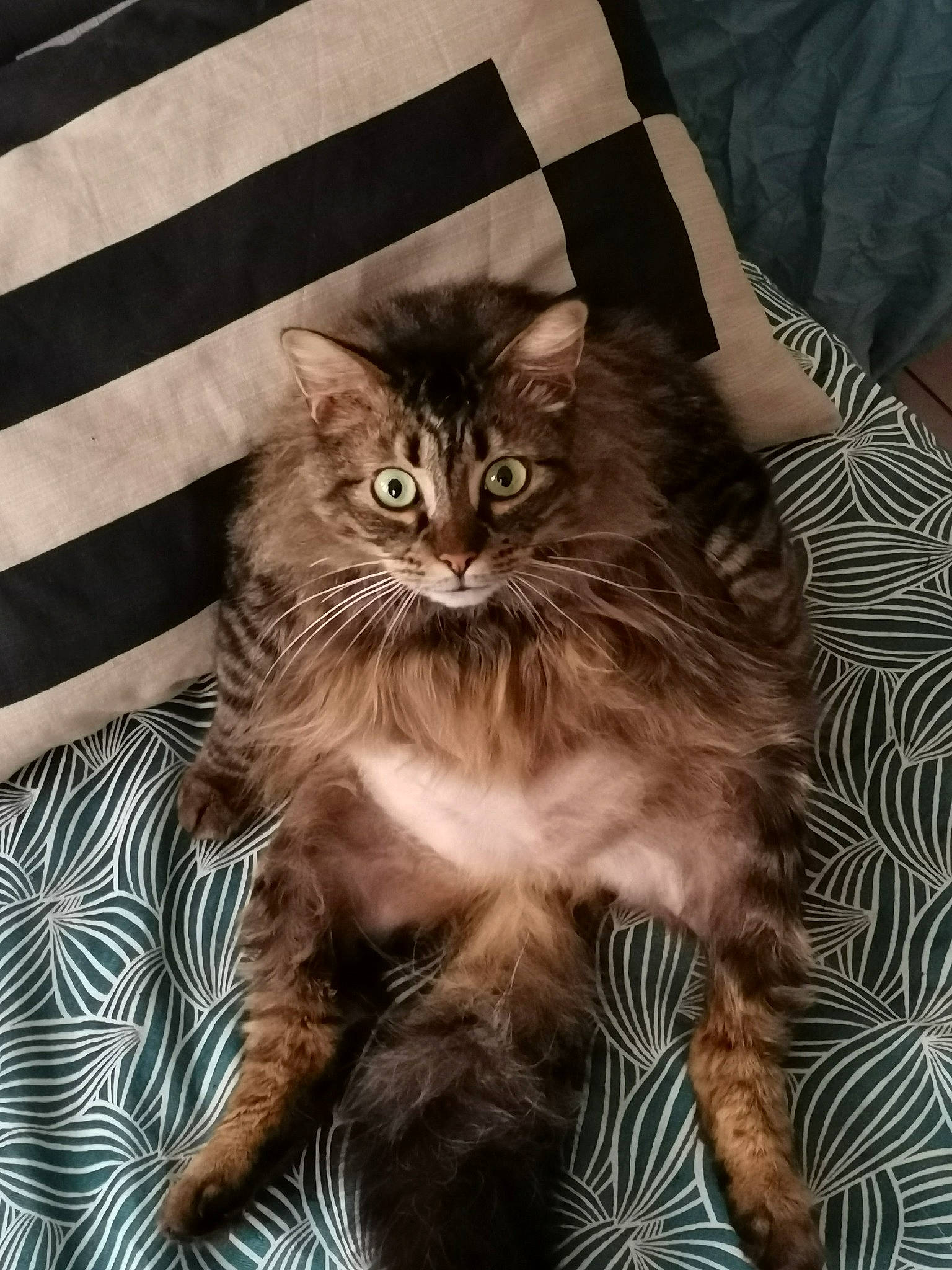 Gros Batard a rejoint le concours — aidez-le/la à gagner de superbes lots ! british_longhair, carnivore, cat, claw, comfort, fawn, felidae, fur, maine_coon, paw, plant, ragdoll, sitting, small_to_medium_sized_cats, snout, tail, terrestrial_animal, whiskers