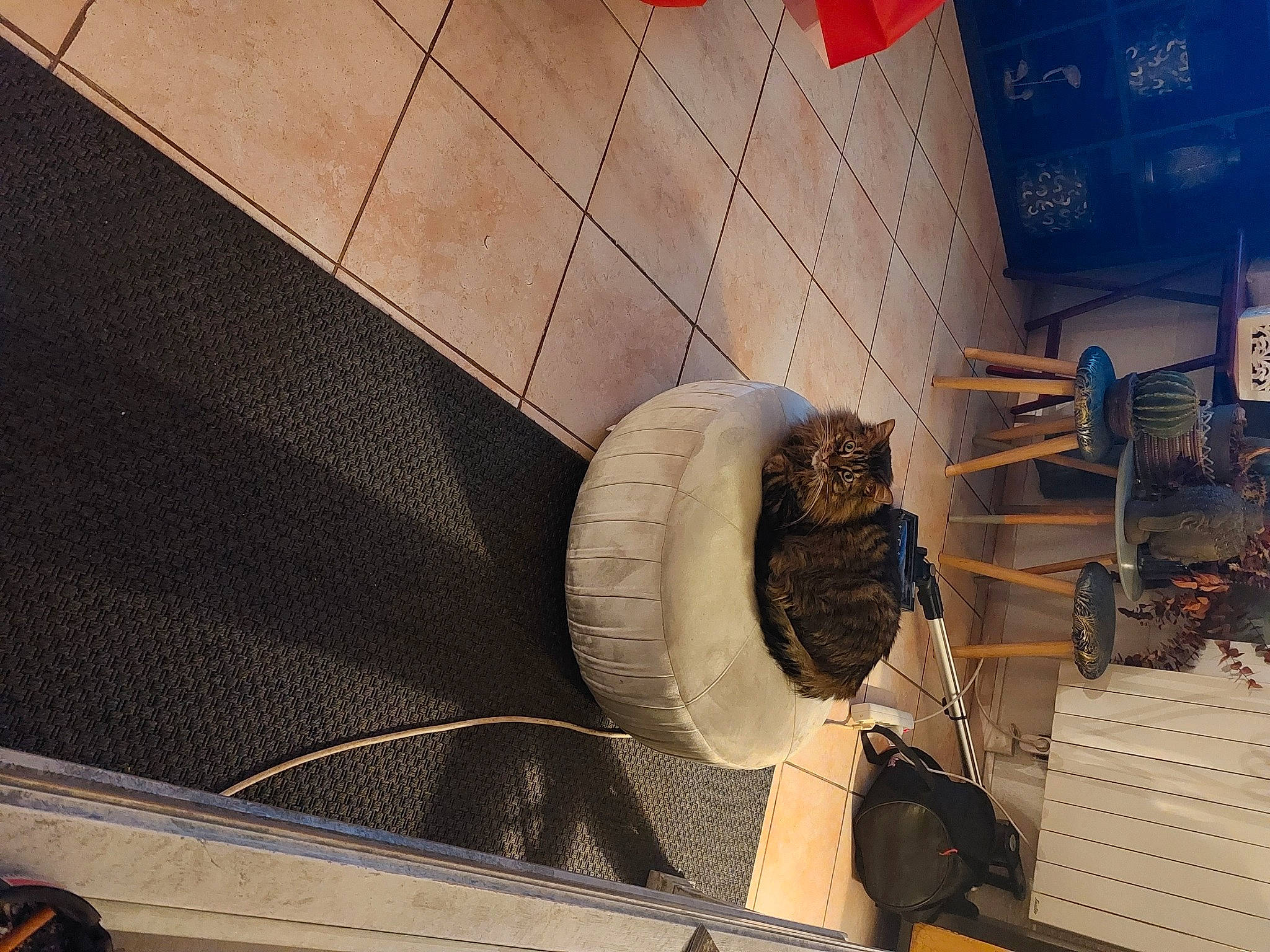 Gros Batard a rejoint le concours — aidez-le/la à gagner de superbes lots ! aerospace_engineering, aircraft_engine, automotive_design, building, ceiling, engineering, eyewear, flooring, fur, gas, machine, material_property, metal, pipe, room, space, tile, tourist_attraction, urban_design, wood