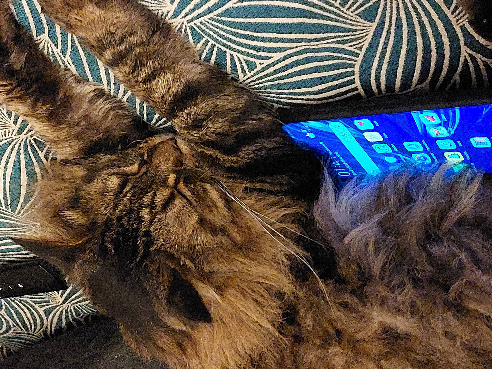 Gros Batard a rejoint le concours — aidez-le/la à gagner de superbes lots ! bag, black_cat, carnivore, cat, comfort, denim, domestic_short_haired_cat, electric_blue, fawn, felidae, fur, human_leg, long_hair, paw, selfie, small_to_medium_sized_cats, snout, sporting_group, tail, whiskers