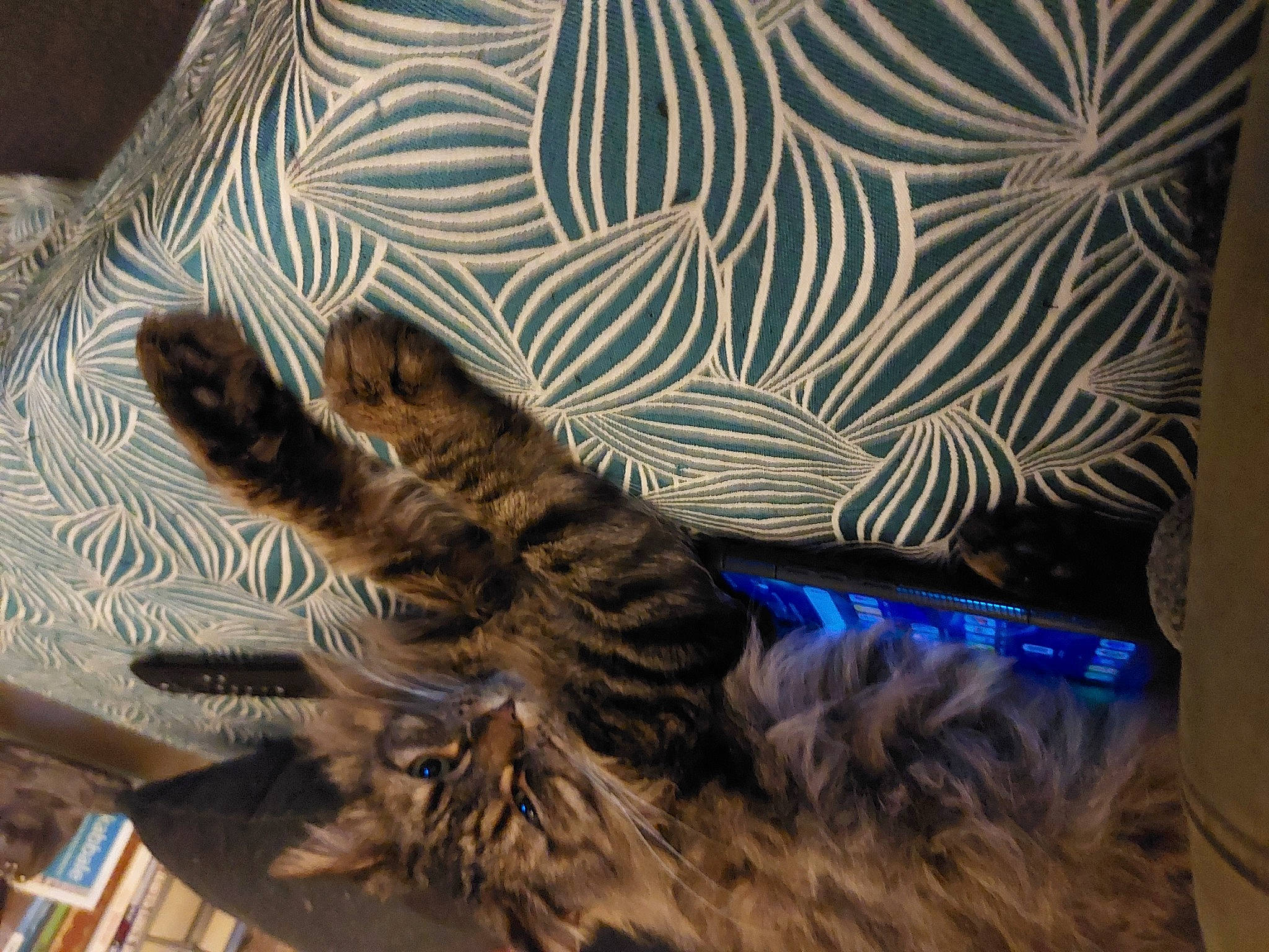 Gros Batard a rejoint le concours — aidez-le/la à gagner de superbes lots ! carnivore, cat, comfort, dog_breed, domestic_short_haired_cat, electric_blue, fawn, feather, felidae, fur, human_leg, linens, mammal, organism, pattern, small_to_medium_sized_cats, tail, textile, whiskers, wood