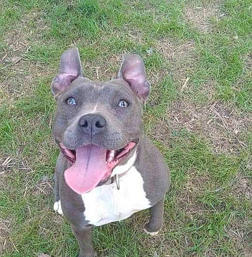 Luna joined the competition — help win amazing prizes! art, bull_and_terrier, canidae, carnivore, collar, companion_dog, dog, dog_breed, dog_collar, eye, fawn, grass, molosser, plant, sculpture, snout, sporting_group, terrestrial_animal, whiskers, working_animal