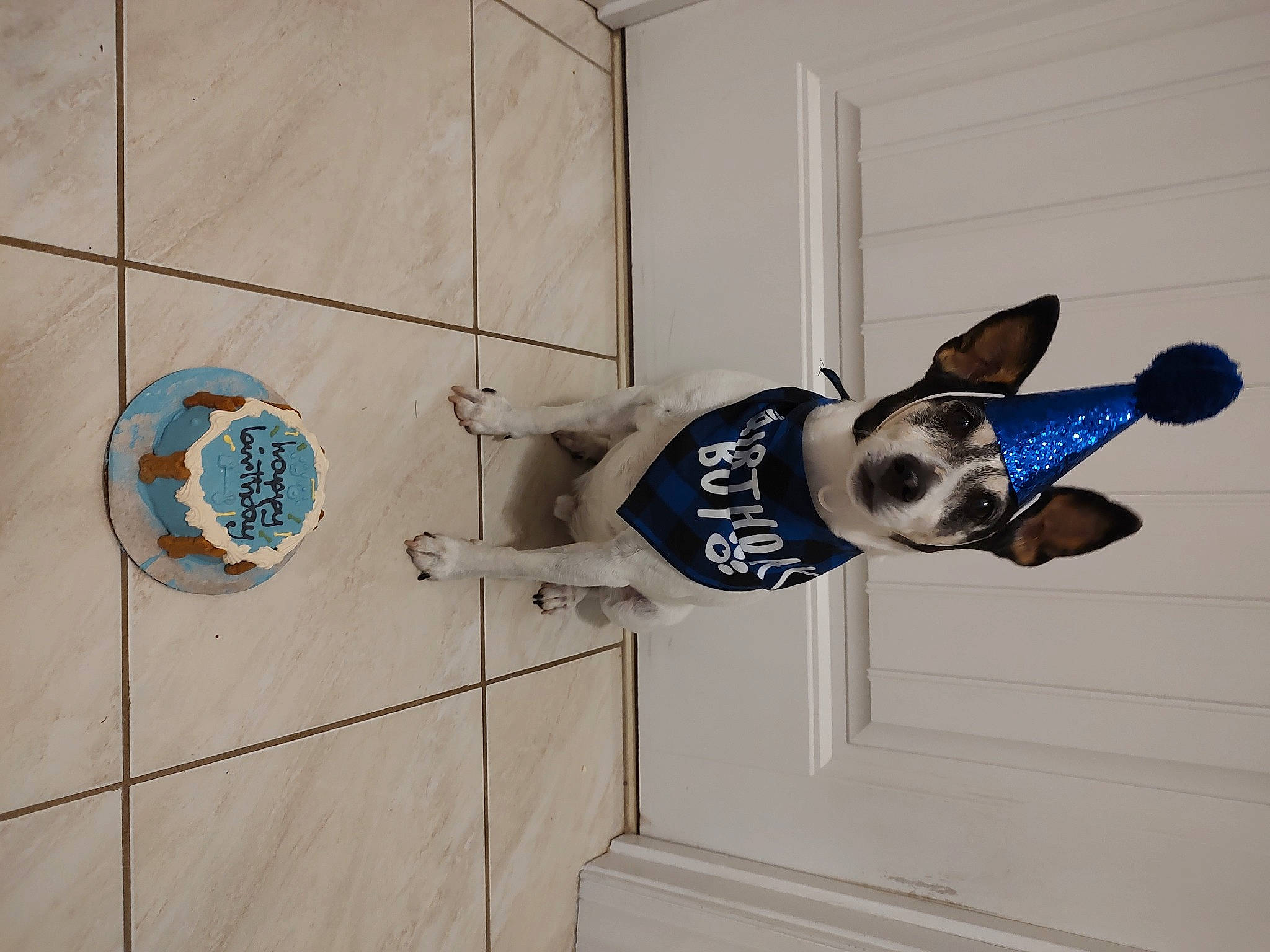 Jack joined the competition — help win amazing prizes! canidae, carnivore, dog, dog_breed, dog_supply, door, electric_blue, facade, fawn, flooring, font, grey, metal, non_sporting_group, pet_supply, sporting_group, tail, window, wood, working_animal