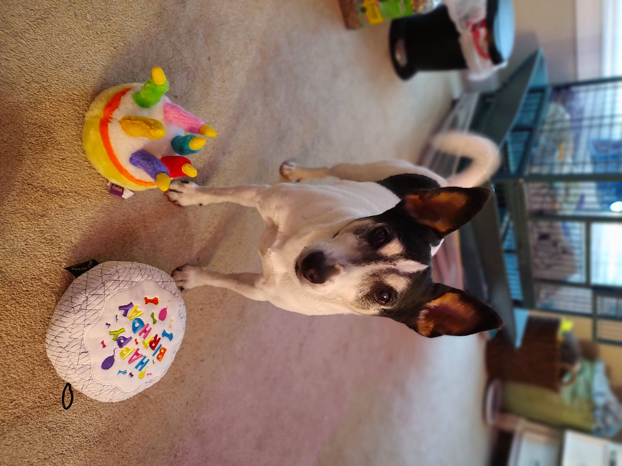 Jack is registered to the contest to win money with this photo: canidae, carnivore, circle, collar, companion_dog, dog, dog_breed, dog_supply, fashion_accessory, fawn, houseplant, non_sporting_group, pet_supply, plant, sporting_group, working_animal