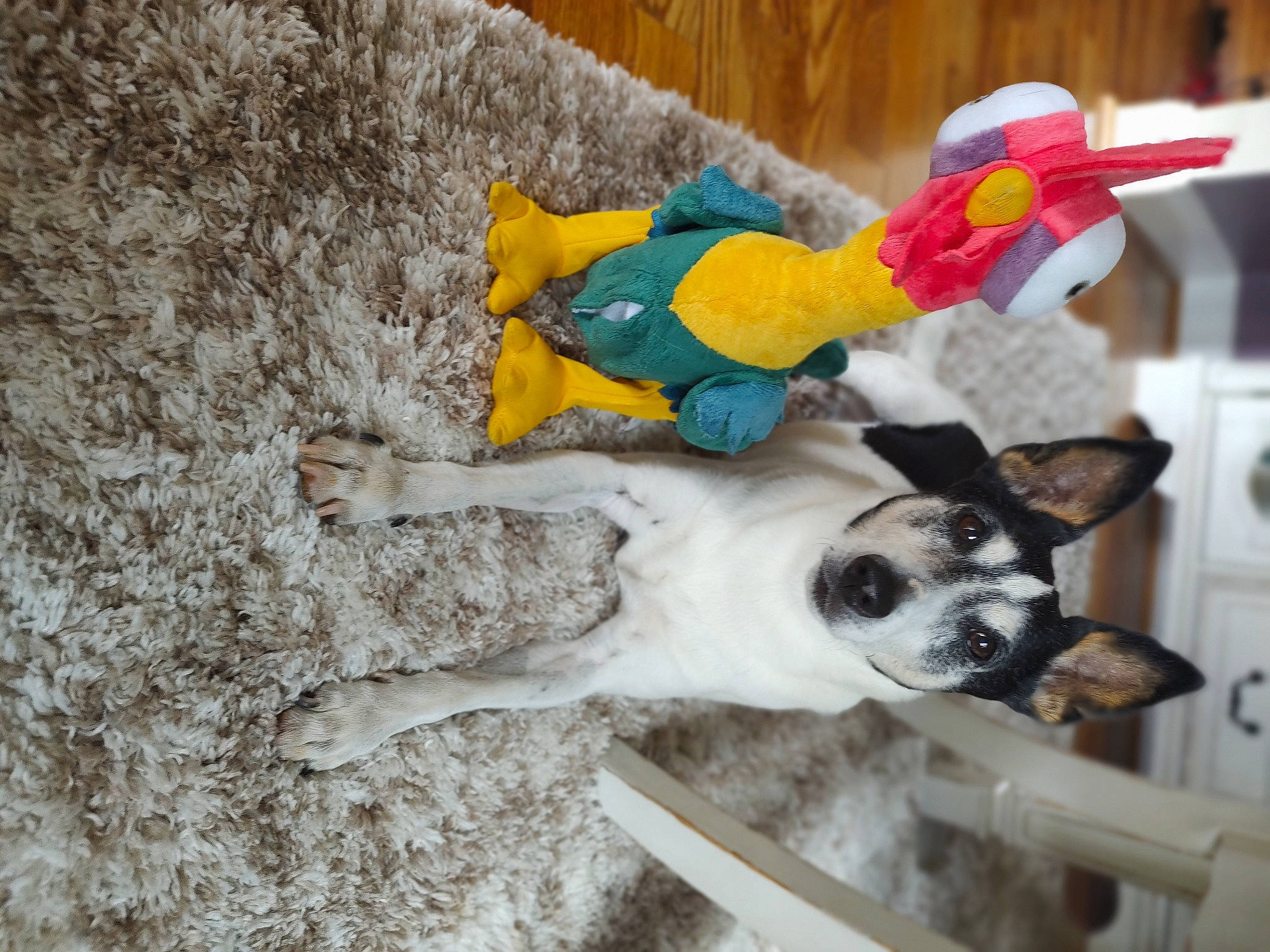 Jack joined the competition — help win amazing prizes! art, canidae, carnivore, companion_dog, dog, dog_breed, dog_supply, fawn, fictional_character, fur, plastic, plush, snout, sporting_group, stuffed_toy, sunglasses, tail, toy, wood, working_animal