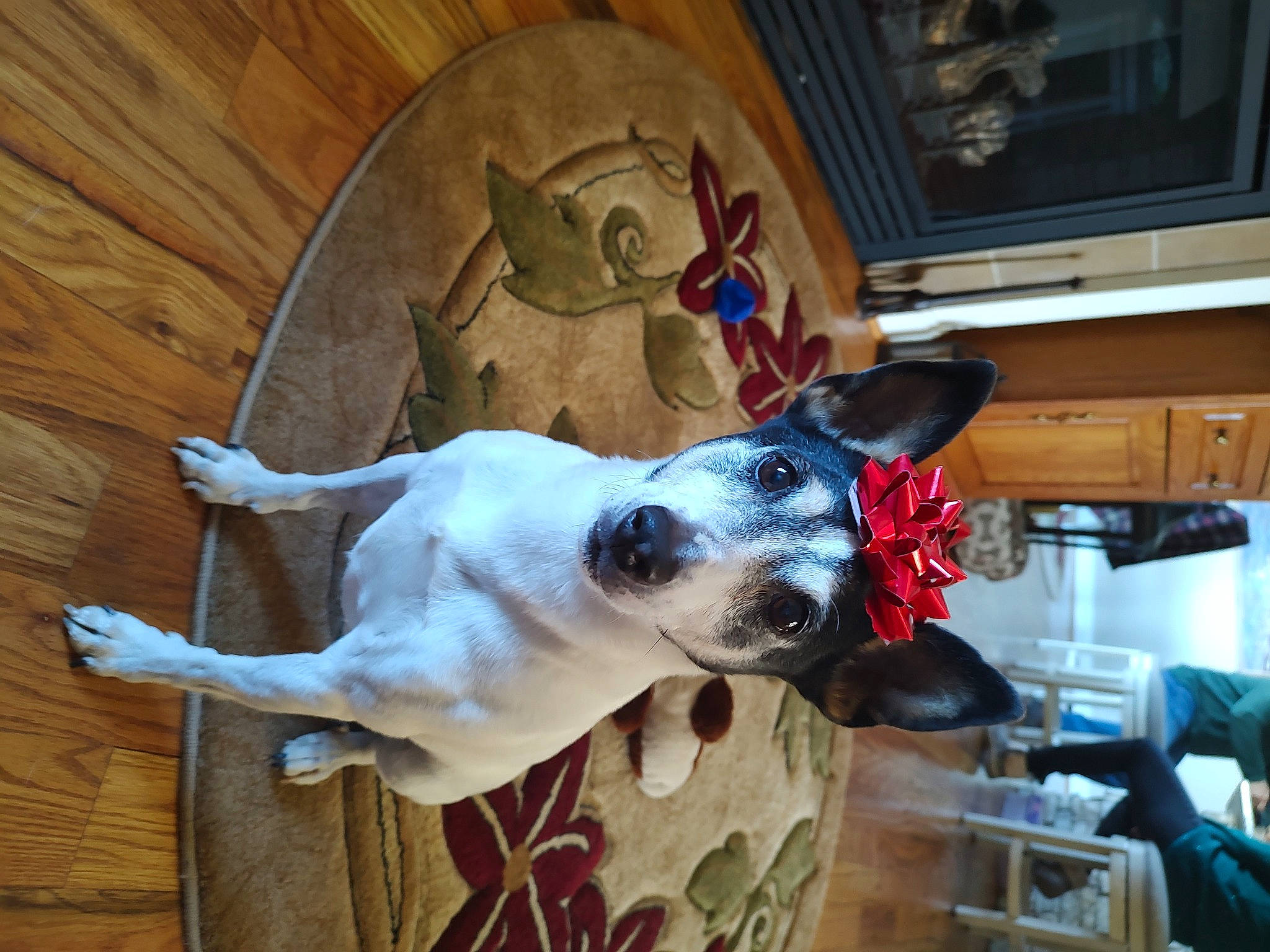 Jack joined the competition — help win amazing prizes! canidae, carnivore, collar, companion_dog, dog, dog_breed, dog_collar, dog_supply, ear, fawn, hardwood, leash, pet_supply, snout, sporting_group, tail, toy, whiskers, wood, working_animal