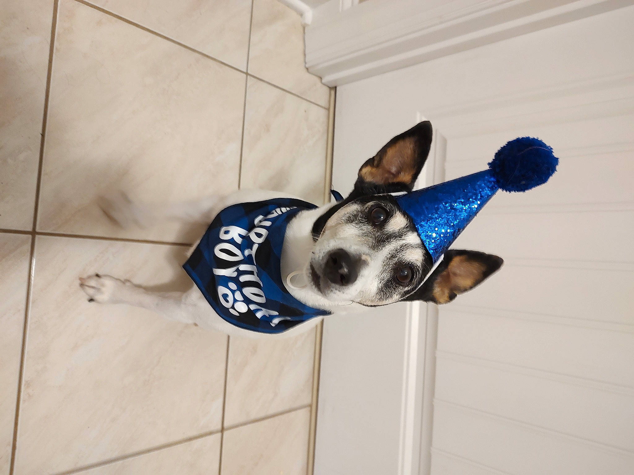 Jack joined the competition — help win amazing prizes! canidae, carnivore, companion_dog, dog, dog_breed, dog_supply, electric_blue, fawn, flooring, fur, non_sporting_group, sleeve, snout, sporting_group, sunglasses, tail, terrestrial_animal, whiskers, wood, working_animal