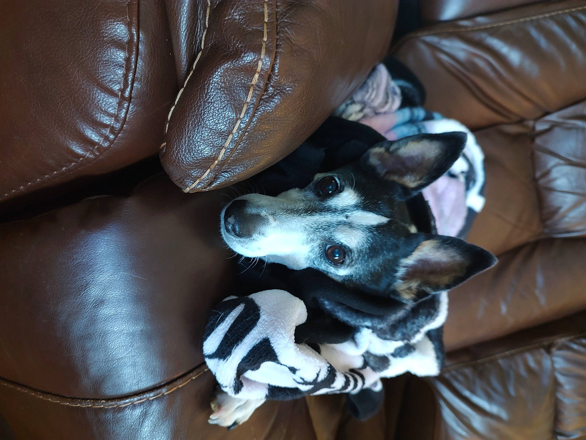 Jack joined the competition — help win amazing prizes! carmine, carnivore, comfort, companion_dog, couch, dog, dog_breed, felidae, foot, fur, grey, human_leg, non_sporting_group, paw, toy_dog, whiskers, working_animal