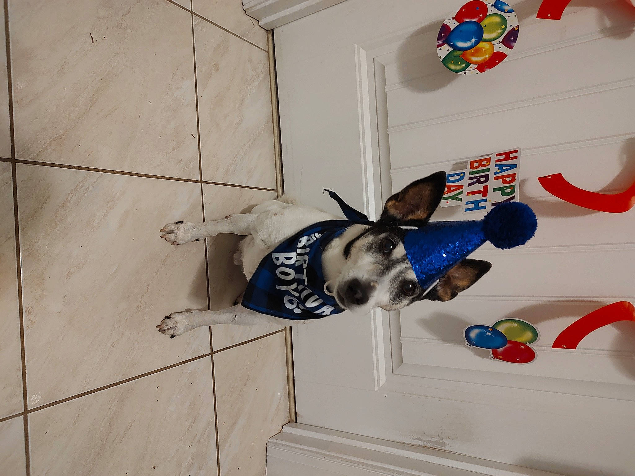 Jack joined the competition — help win amazing prizes! art, canidae, carnivore, ceiling, companion_dog, dog, dog_breed, dog_supply, fawn, floor, flooring, room, sporting_group, tail, tile, toy, visual_arts, window, wood, working_animal