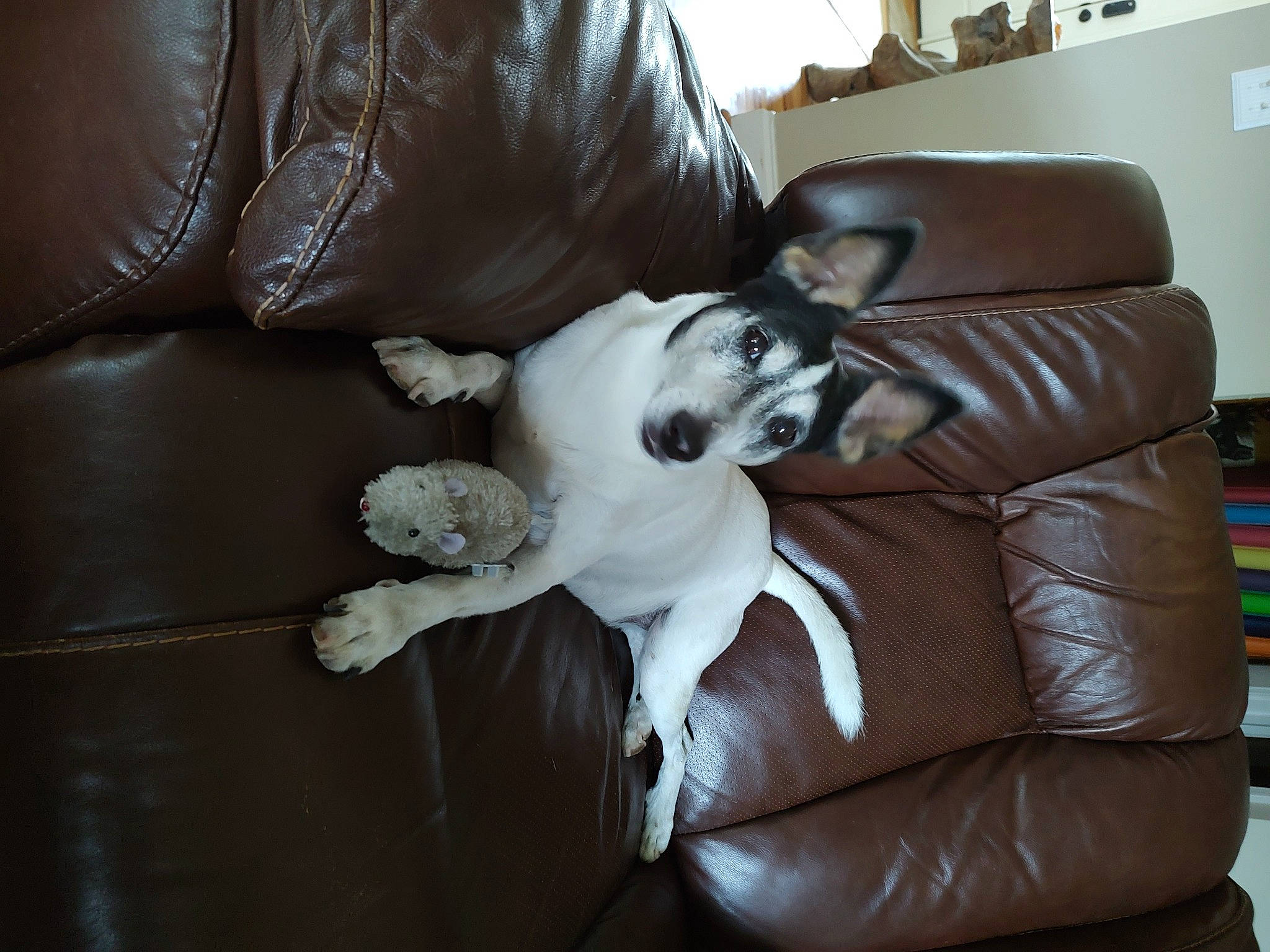 Jack joined the competition — help win amazing prizes! canidae, carnivore, comfort, companion_dog, couch, dog, dog_breed, fur, furniture, living_room, non_sporting_group, recliner, sleeper_chair, slipcover, sporting_group, toy_dog, whiskers, working_animal