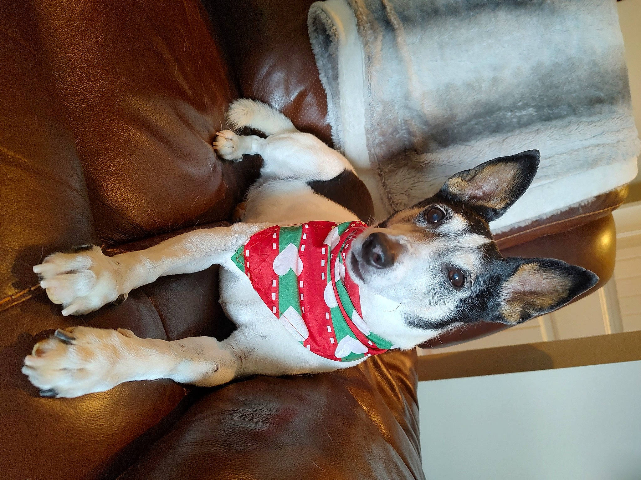 Jack is registered to the contest to win money with this photo: canidae, carmine, carnivore, collar, comfort, companion_dog, couch, dog, dog_breed, dog_collar, dog_supply, fawn, fur, linens, snout, sporting_group, tail, toy_dog, whiskers, working_animal