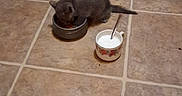 Red Gurl joined the competition — help win amazing prizes! kitten, cat, gray_cat, animal, pet, eating, food_bowl, bowl, dinner, cup, spoon, tile_floor, indoor, kitchen, small_animal, furry, tail, standing, home, pet_food