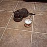 kitten, cat, gray_cat, animal, pet, eating, food_bowl, bowl, dinner, cup, spoon, tile_floor, indoor, kitchen, small_animal, furry, tail, standing, home, pet_food