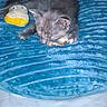 Red Gurl joined the competition — help win amazing prizes! kitten, cat, gray_cat, sleeping, curled_up, plush_toy, duck_toy, blue_blanket, soft_surface, indoors, cozy, cute, furry, animal, pet, resting, nap, small_cat, textile, portrait