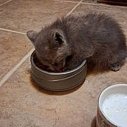 Red Gurl joined the competition — help win amazing prizes! kitten, cat, gray_fur, fluffy, eating, food_bowl, metal_bowl, ceramic_bowl, kitchen, tile_floor, indoor, pet, animal, furry, small, crouching, side_view, dinner, home, cute