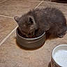 kitten, cat, gray_fur, fluffy, eating, food_bowl, metal_bowl, ceramic_bowl, kitchen, tile_floor, indoor, pet, animal, furry, small, crouching, side_view, dinner, home, cute
