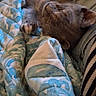 Red Gurl is registered to the contest to win money with this photo: cat, gray_cat, sleeping, lying_down, upside_down, raised_paw, pet, animal, furry, whiskers, ears, indoor, blanket, patterned_blanket, couch, cozy, relaxed, portrait, closeup, home