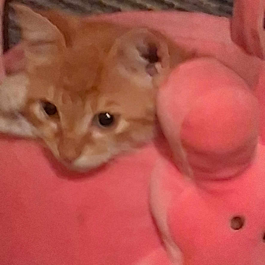 Red Gurl is registered to the contest to win money with this photo: cat, kitten, orange_cat, sleepy, cute, animal, pet, feline, plush_toy, pink, stuffed_animal, cozy, indoor, couch, blanket, striped_background, sitting, lying_down, portrait, close_up
