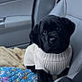 Ember Rose is registered to the contest to win money with this photo: puppy, dog, black_dog, sweater, car_interior, car_seat, seatbelt, blanket, cushion, floral_pattern, pet, cute, young_dog, indoors, comfort, looking_up, cozy, animal, companion, passenger_seat