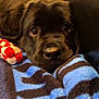 puppy, dog, black_dog, blanket, toy, rope_toy, indoor, close_up, resting, sleepy, cute, pet, animal, furniture, soft_texture, colorful_lights, holiday_lights, warm, cozy, relaxed