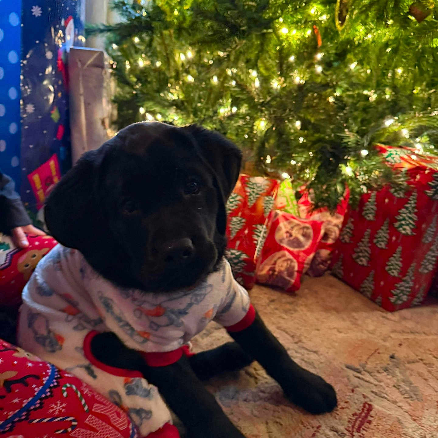 Ember Rose is registered to the contest to win money with this photo: animal, black_dog, carpet, celebration, christmas, christmas_lights, christmas_tree, cozy, cute, decorations, dog, festive, gift_wrap, holiday, indoors, pajamas, pet, presents, puppy, relaxing