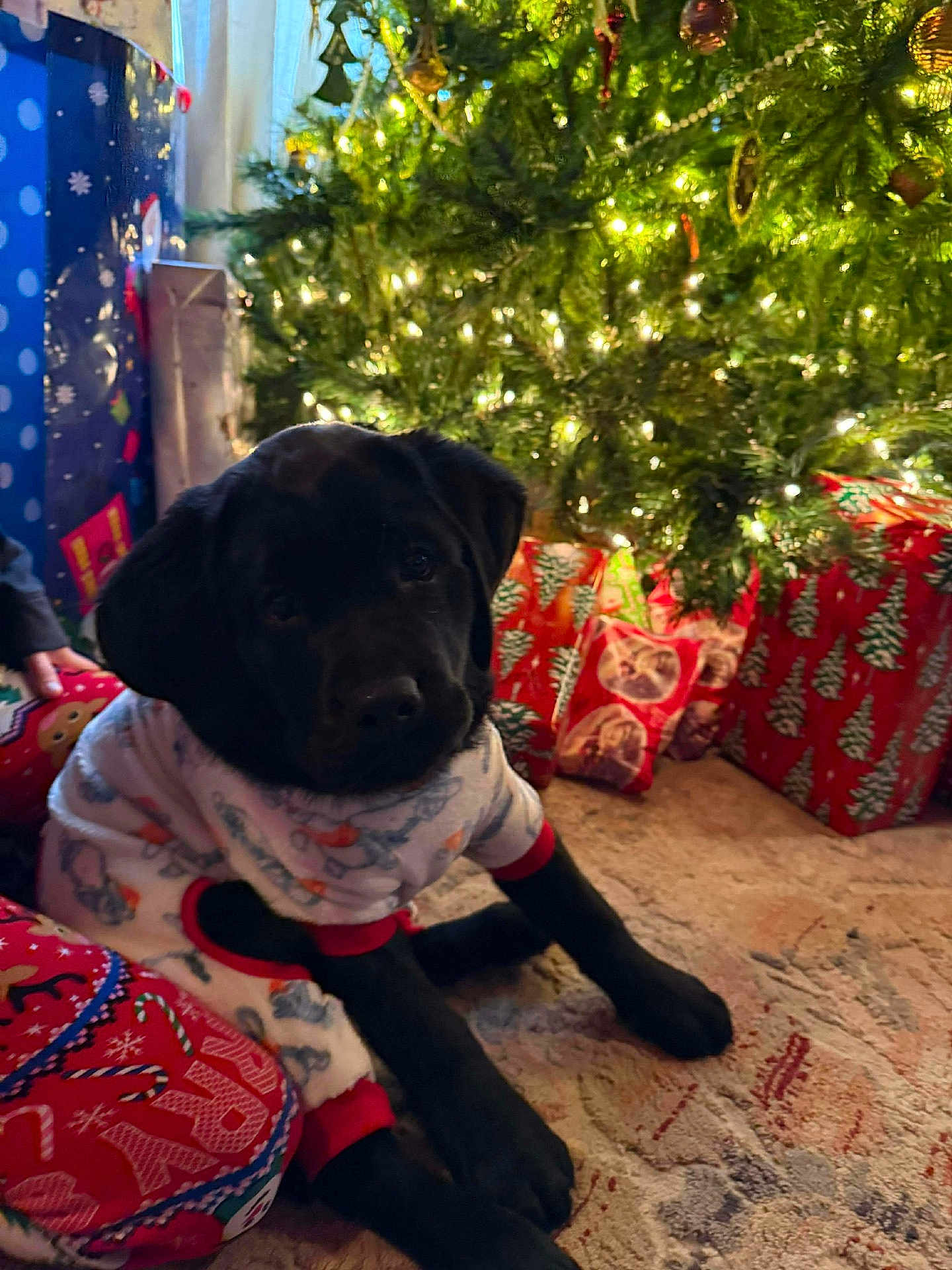Ember Rose is registered to the contest to win money with this photo: dog, puppy, black_dog, christmas_tree, christmas_lights, pajamas, holiday, gift_wrap, presents, carpet, indoors, festive, decorations, cozy, cute, animal, pet, celebration, christmas, relaxing