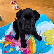 Ember Rose joined the competition — help win amazing prizes! puppy, dog, black_dog, blanket, colorful, rainbow, toy, rope_toy, wooden_floor, indoor, pet, cute, animal, young, sitting, looking_up, floor, playful, heart_shapes, soft_texture