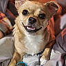 dog, small_dog, pet, animal, playing, tennis_ball, toy, blanket, indoor, cute, smiling, fur, paw, ears, close_up, face, expression, resting, canine, happy