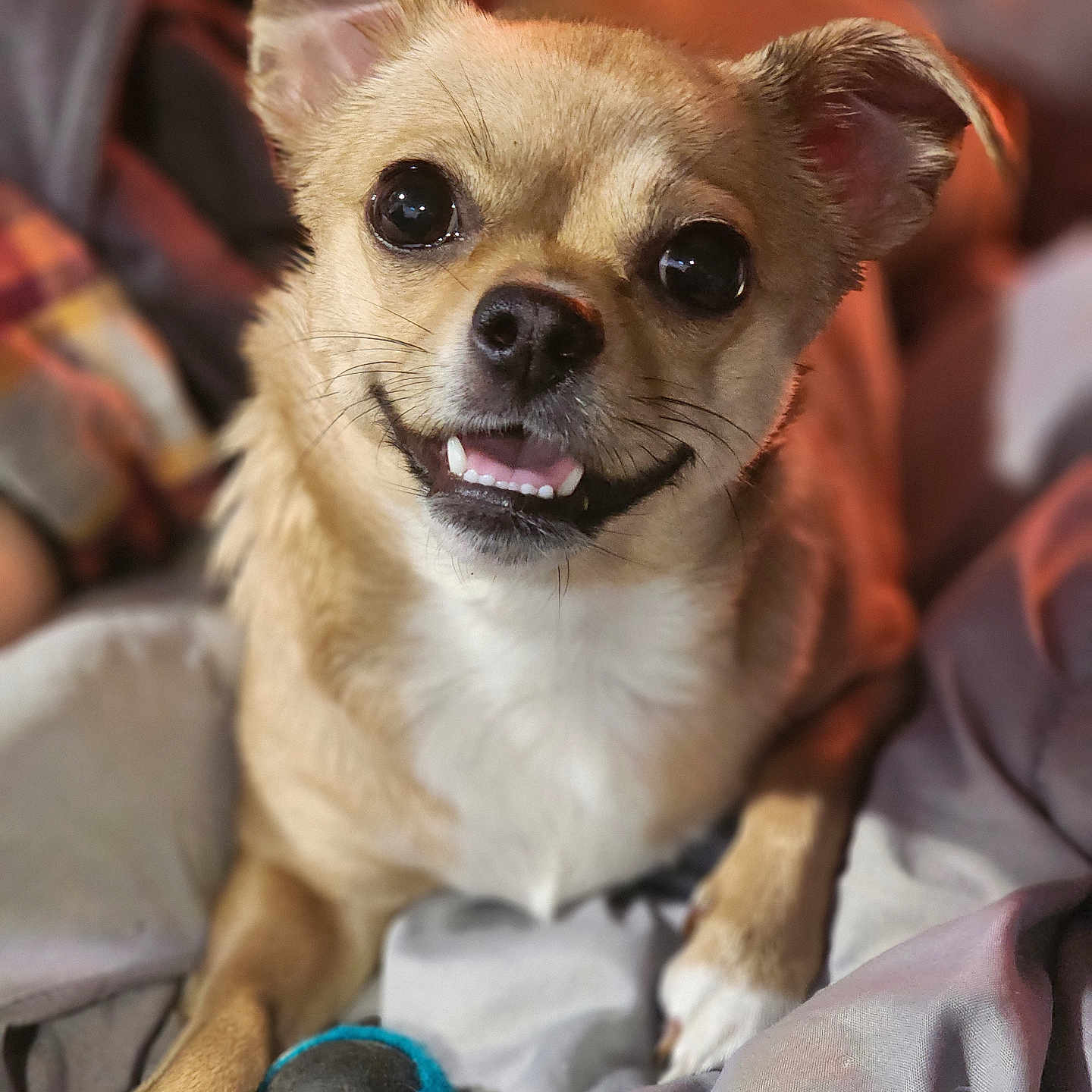 Missy joined the competition — help win amazing prizes! dog, small_dog, pet, animal, playing, tennis_ball, toy, blanket, indoor, cute, smiling, fur, paw, ears, close_up, face, expression, resting, canine, happy