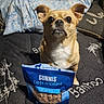 Missy is registered to the contest to win money with this photo: dog, pet, small_dog, tan_dog, ears, food_package, dog_treats, blanket, bed, indoor, animal, cute, portrait, attention, snack, gaze, fur, domestic_animal, resting, closeup