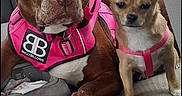 Missy joined the competition — help win amazing prizes! dog, pets, car_interior, backseat, harness, brown_dog, small_dog, pink_harness, canine, animal, seat, window, domestic_animal, companions, vehicle, resting, two_dogs, side_by_side, leisure, travel