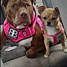 dog, pets, car_interior, backseat, harness, brown_dog, small_dog, pink_harness, canine, animal, seat, window, domestic_animal, companions, vehicle, resting, two_dogs, side_by_side, leisure, travel