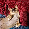 Missy joined the competition — help win amazing prizes! dog, pet, lying_down, relaxed, bed, blanket, red_blanket, blue_blanket, fur, paw, cozy, indoor, resting, cute, animal, small_dog, canine, sleepy, comfortable, domestic_animal