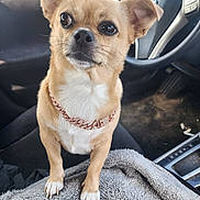 Missy joined the competition — help win amazing prizes! dog, small_dog, tan_dog, pet, collar, diamond_collar, car_interior, blanket, seat, floor, steering_wheel, dashboard, paw, fur, ears, nose, eyes, alert, sitting, closeup