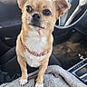 dog, small_dog, tan_dog, pet, collar, diamond_collar, car_interior, blanket, seat, floor, steering_wheel, dashboard, paw, fur, ears, nose, eyes, alert, sitting, closeup