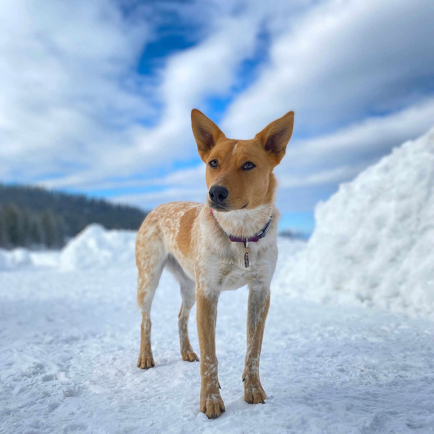 Millie joined the competition — help win amazing prizes! animal, ball, canine, chihuahua, coyote, dog, fox, nature, outdoors, pet, puppy, redfox, rock, sky, snow, sport, tennis, tennisball, whitedog, winter